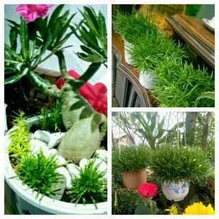 cây tùng mây.hình cuối