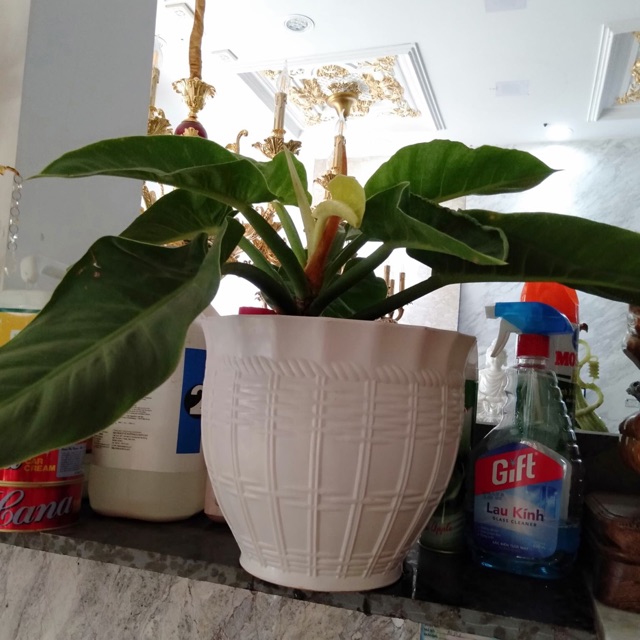 Chậu nhựa trồng hoa - chậu mây đan bầu size 2