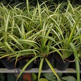 Cây dứa Mỹ ,dứa khiểng