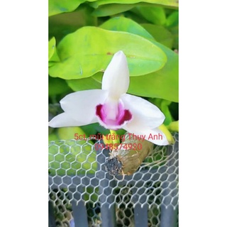 Phi điệp giả hạc 5 cánh trắng mũi trắng Thụy Anh