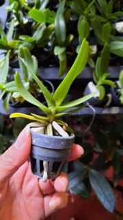 Hoa lan hoàng nhạn