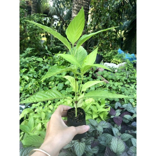 Bầu 2-3 Cây Giống Lá Cẩm Tím  Boiboi.Organic, Cây Trong Bầu Đất, Rễ Khỏe
