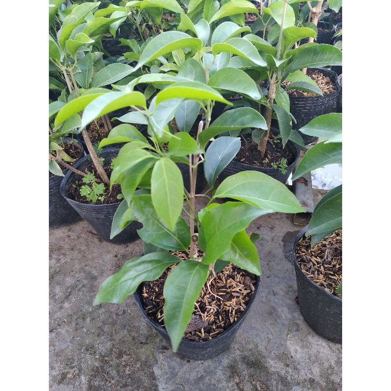 cây tỏi bong tím