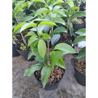 cây tỏi bong tím