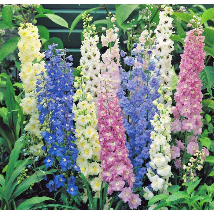 Hạt giống hoa Phi Yến Mix - Violet