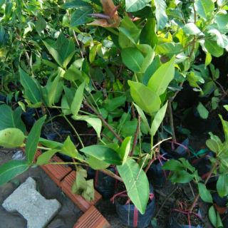 Cây mận an phước