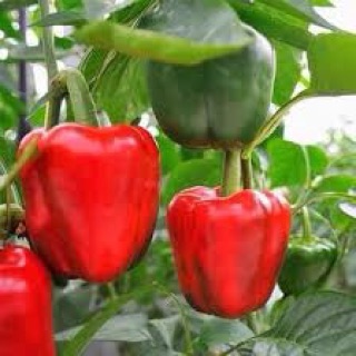 Ớt siêu cay Habanero