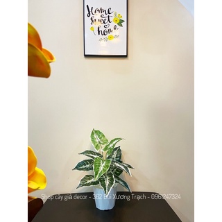 Cây giả - cây môn loang trắng decor 40 cm