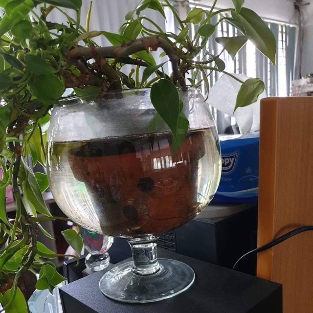 BỂ CÁ CHẬU CÂY THỦY TINH CÓ CHÂN  DK26cm X H30cm- LCĐ