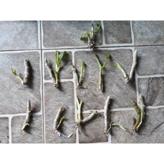 Combo 10 cây Trầm con