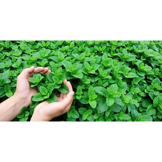Hạt giống - Lá bạc hà (Bạc hà thường) 50h