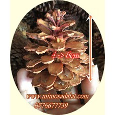 1 Kg quả Thông loại trung