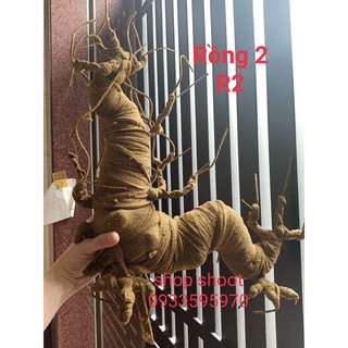 GỐC BONSAI R2( CAO 40 CM THẾ RỒNG) LÀM THÂN MAI ĐÀO