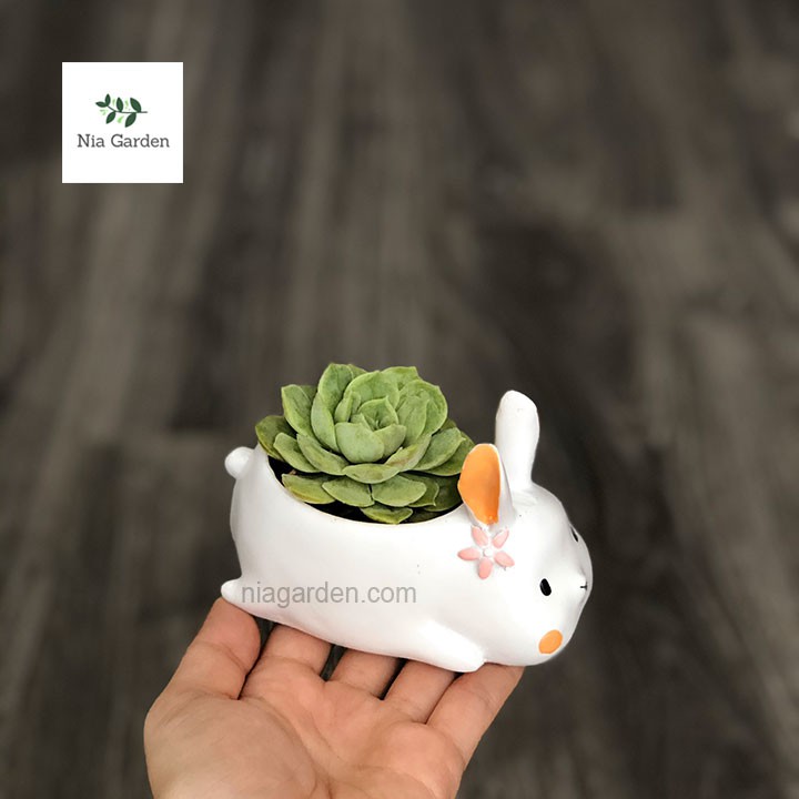 Chậu thỏ trắng trồng cây cảnh để bàn sen đá bầu xương rồng mini Nia Garden N4