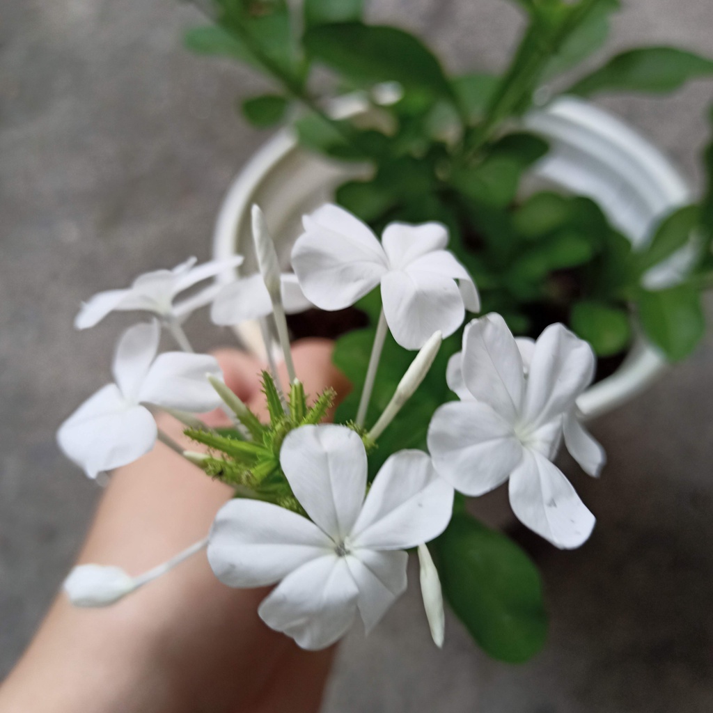 Chậu cây hoa bạch xà, đuôi công hoa trắng, white plumbago