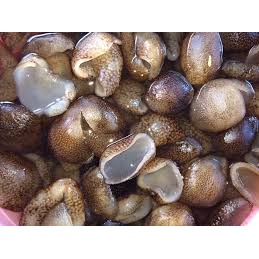 1kg HẢI SÂM dừa loại con nhỏ giá tận gốc