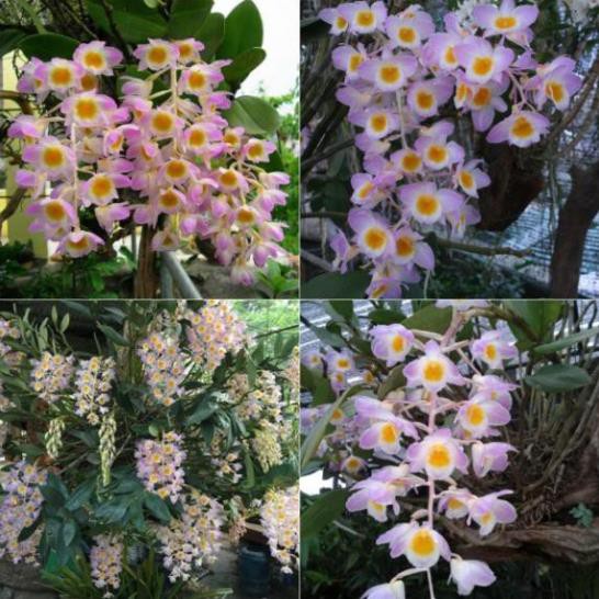 LAN KIỀU TÍM (LAN THỦY TIÊN TÍM) hàng rừng hoa siêu đẹp, gửi đi nguyên GIÒ