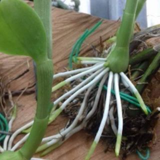Siêu kích rễ thái lan exotic