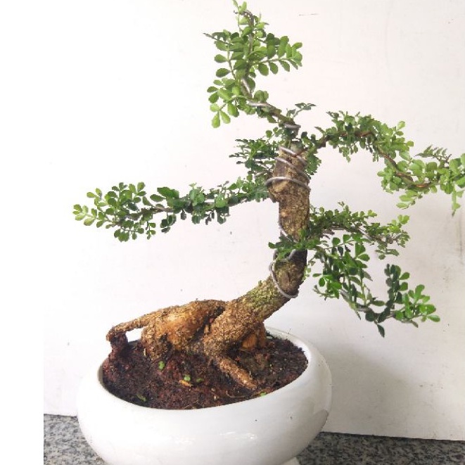 Cây Cần thăng bonsai cao 45cm - 50cm - Trang Flowers