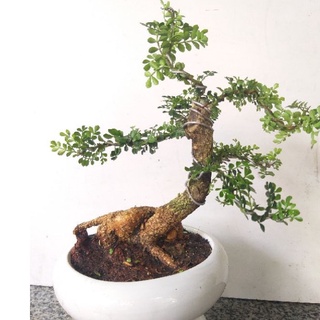Cây Cần Thăng Bonsai mini - Trang Flowers
