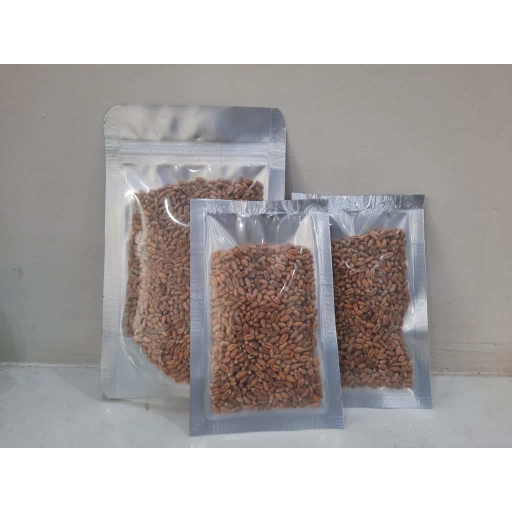 Hạt giống Cỏ mèo tiêu búi lông cho mèo thương hiệu Phú Nông cỏ lúa mạch nảy mầm trên 85%