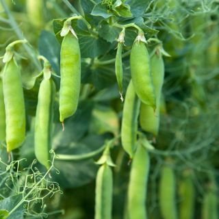 20Gram Hạt giống Đậu Hà Lan