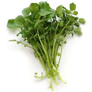 Gói 1g hạt giống rau xà lách xoong