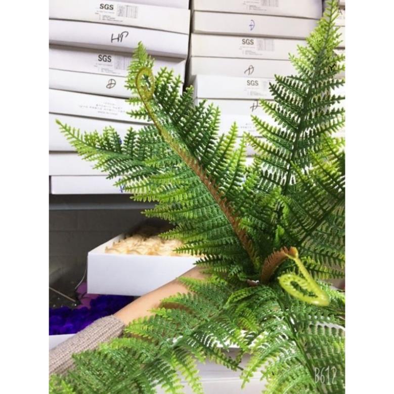 Cụm dương sỉ đại , giống thật 99%