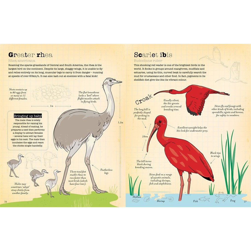 Sách : A World Of Birds - Một Thế Giới Của Các Loài Chim