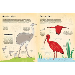 A World Of Birds