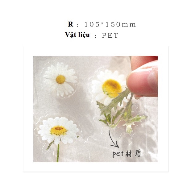 Sticker Dán Sổ Hoa Lá Vintage Trong Suốt Không Thấm Nước Trang Trí Sổ Tay Lap Top | BigBuy360 - bigbuy360.vn