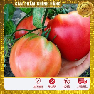 Hạt giống Cà chua Trái Tim( 30 hạt)