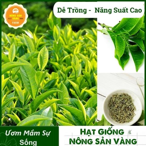 Hạt Giống Trà Xanh Nảy Mầm Cao, Dễ Chăm Sóc, Giàu Giá Trị Dinh Dưỡng (Gói 15 Hạt) - Nông Sản Vàng