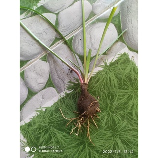 Củ cây huệ mưa 10 củ