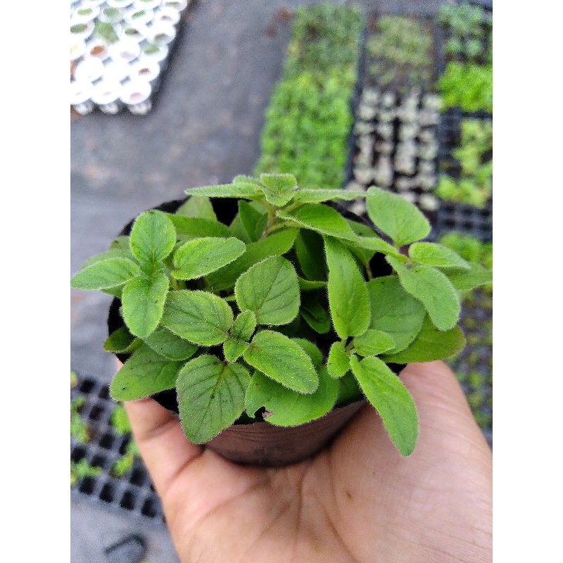 Rau kinh giới Oregano cây giống