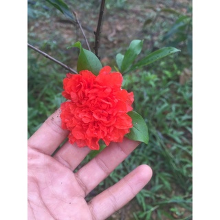 Cây lựu hạnh