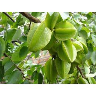 Cây giống khế chua ( sản phảm có bảo hành bao đổi trả)