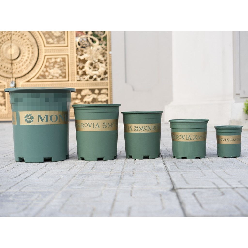 COMBO 5 Chậu Monrovia VIỆT NAM 2GL XANH 23X22CM