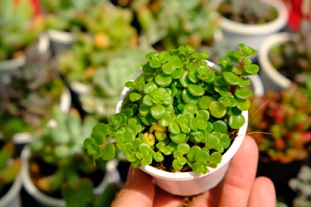 SEN ĐÁ SEDUM VẢY CÁ FREESHIP  ĐÃ THUẦN XỨ NÓNG SIU CUTE CHUẨN SIZE BẦU