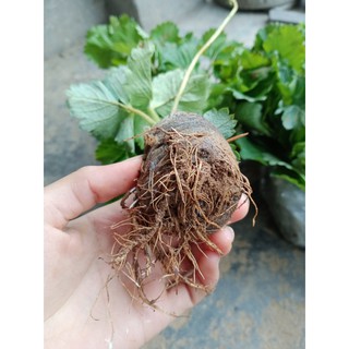 combo 10 cây Dâu tây hàn quốc