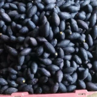 Cây giống Trám đen ,Trám trắng