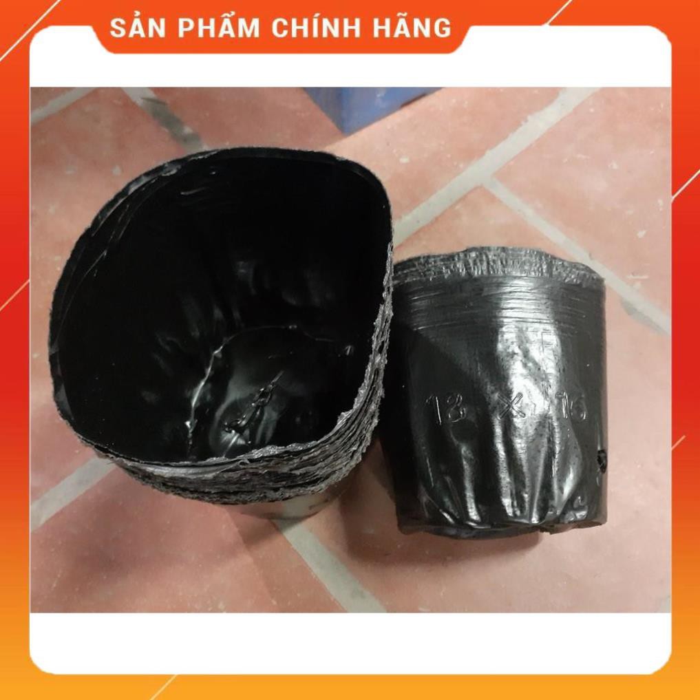 BẦU ƯƠM CÂY GIỐNG KT 21X26