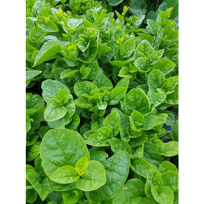 Hạt giống mồng tơi siêu ngọn - rau củ quả trồng chậu, sân vườn ban công ngon giòn ngọt nảy mầm cao 20gr RADO38