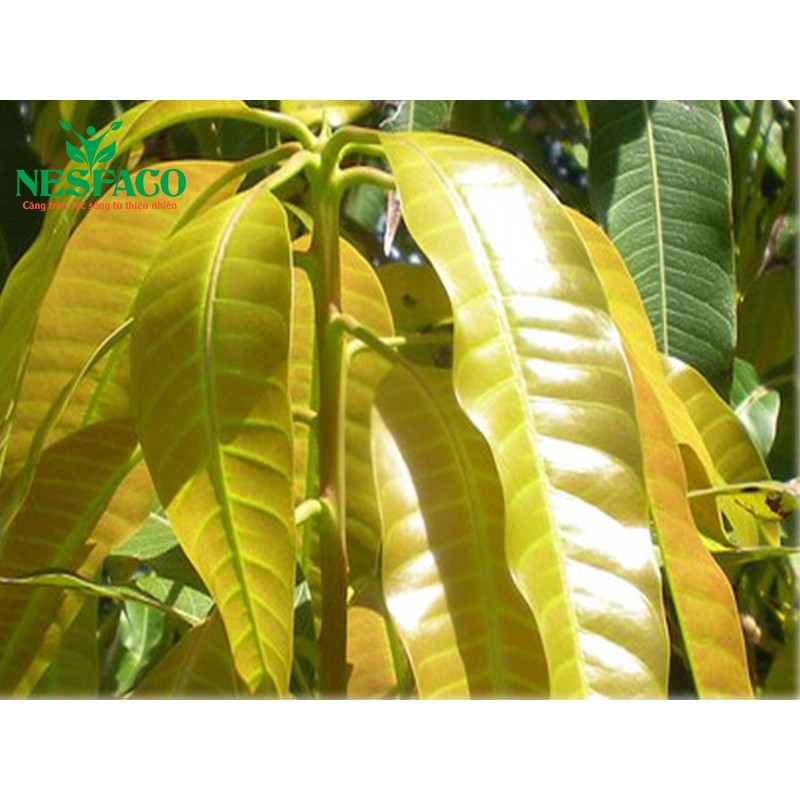 Lá xoài tươi 1kg