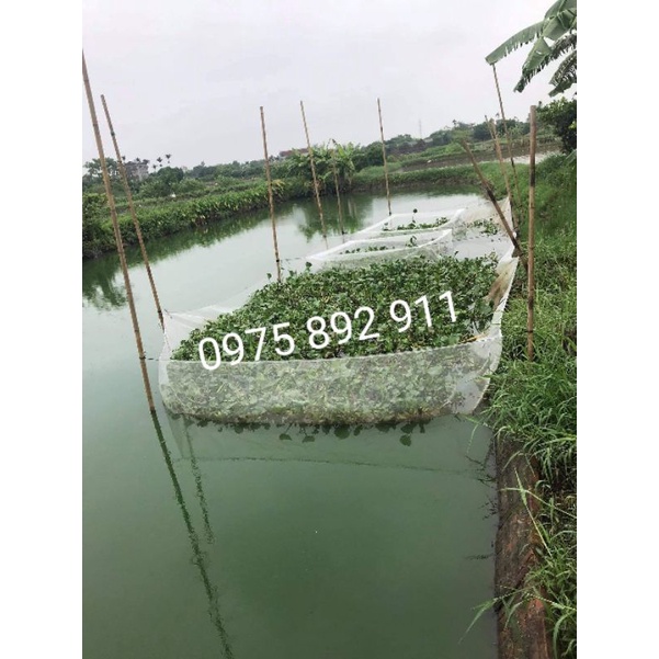 Tráng , vèo , lồng ươm bèo tấm , bèo cái,bèo lục bình