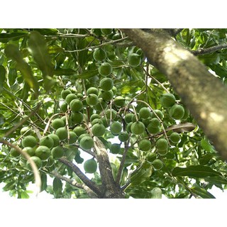 CÂY GIỐNG SẤU CHÙM, SẤU ĂN QỦA SIÊU NGON SIÊU QUẢ DÒNG QUẢ SỚM- CAM KÊT GIỐNG CHUẨN F1