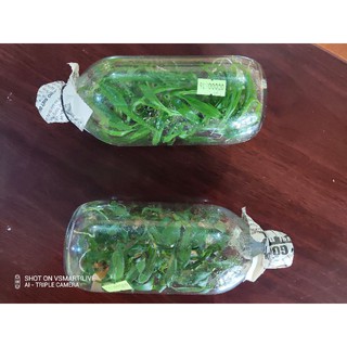 Phi điệp chai mô