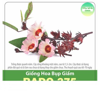 Hạt Giống Hoa Bụt Giấm (2gr)