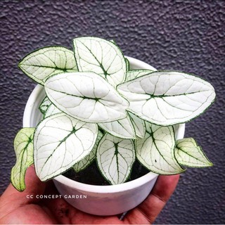 Môn Trắng Caladium White Mini