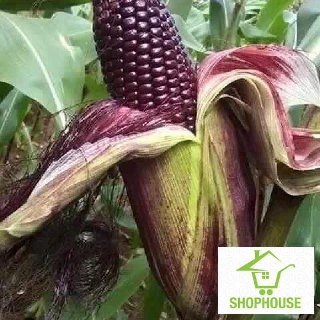 shophouse Hạt giống ngô tím 30 hạt  SHOP HOUSE  TẾT KHUYẾN MẠI